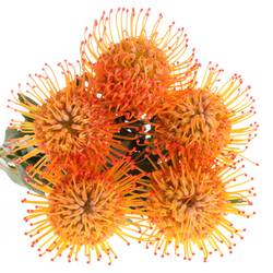 Nutans orange Ayoba Sun 40cm