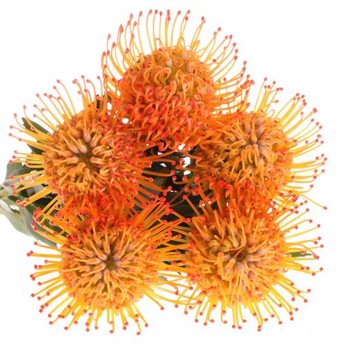 Nutans orange Ayoba Sun 40cm