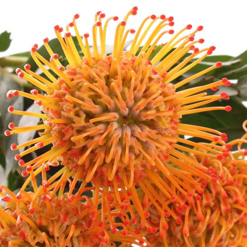 Nutans orange Ayoba Sun 40cm