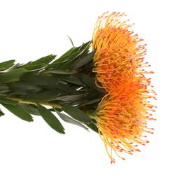Nutans orange Ayoba Sun 40cm