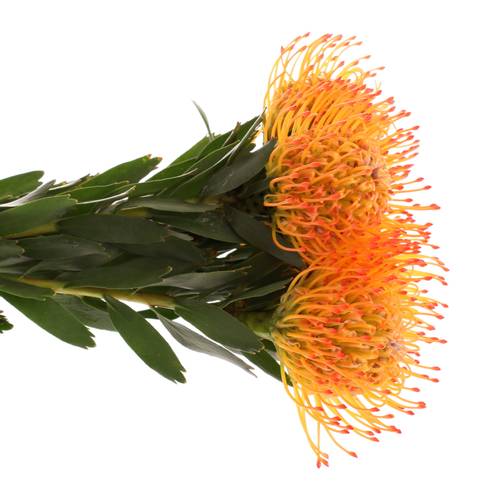 Nutans orange Ayoba Sun 40cm