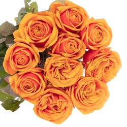Rose orange Heliana gefüllt 80cm