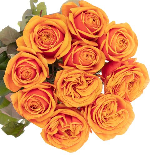 Rose orange Heliana gefüllt 80cm