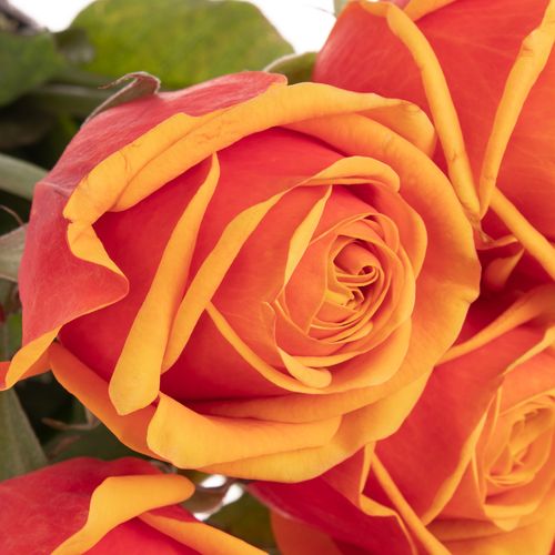 Rose orange Heliana gefüllt 80cm