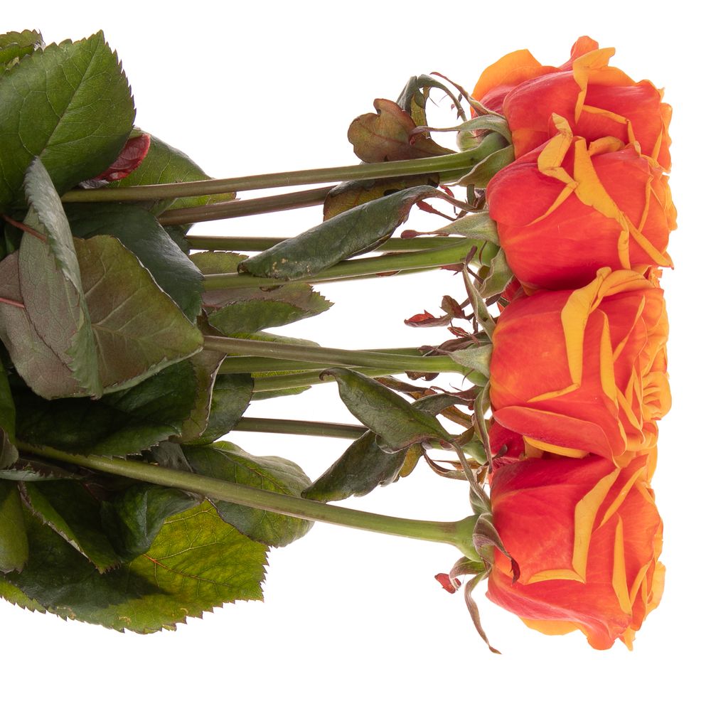 Rose orange Heliana gefüllt 80cm