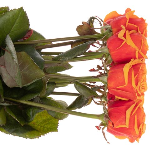 Rose orange Heliana gefüllt 80cm