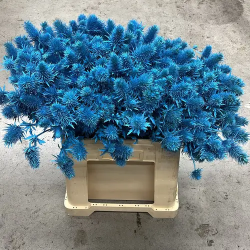 Distel hell blau Supernova Questar gefärbt  60cm