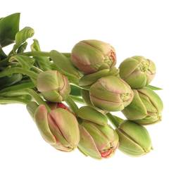 Franz.rosa doppel Renown 95 Gramm 65cm