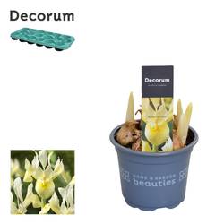 Iris 4er gelb Katharines Gold T09 H015