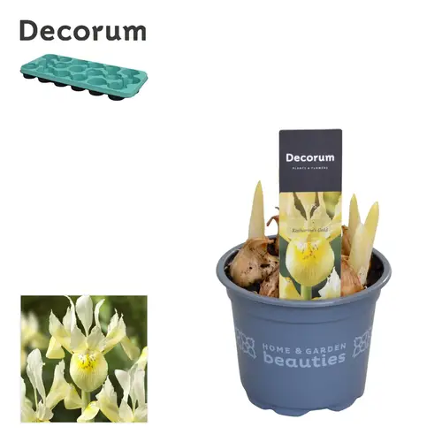 Iris 4er gelb Katharines Gold T09 H015