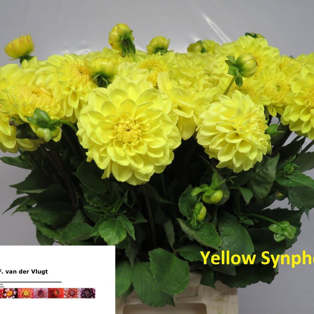 Dahlia gelb Yellow Symphonie 55cm
