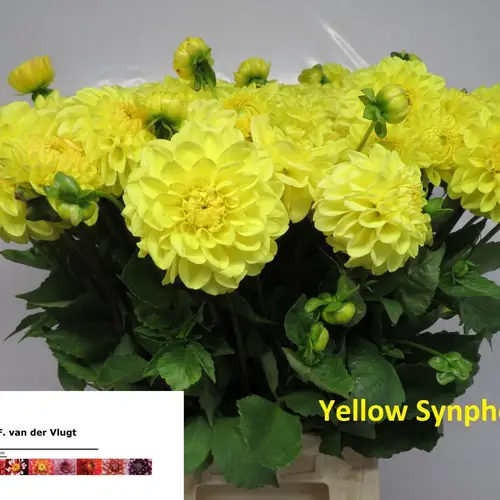 Dahlia gelb Yellow Symphonie 55cm