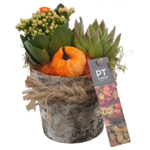 Kal.Arr PTHI5473 Herbst T14 H018