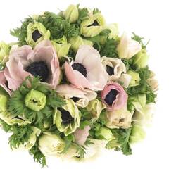 Anemone weiss/rosa Mistral Ex Italien 40cm x30