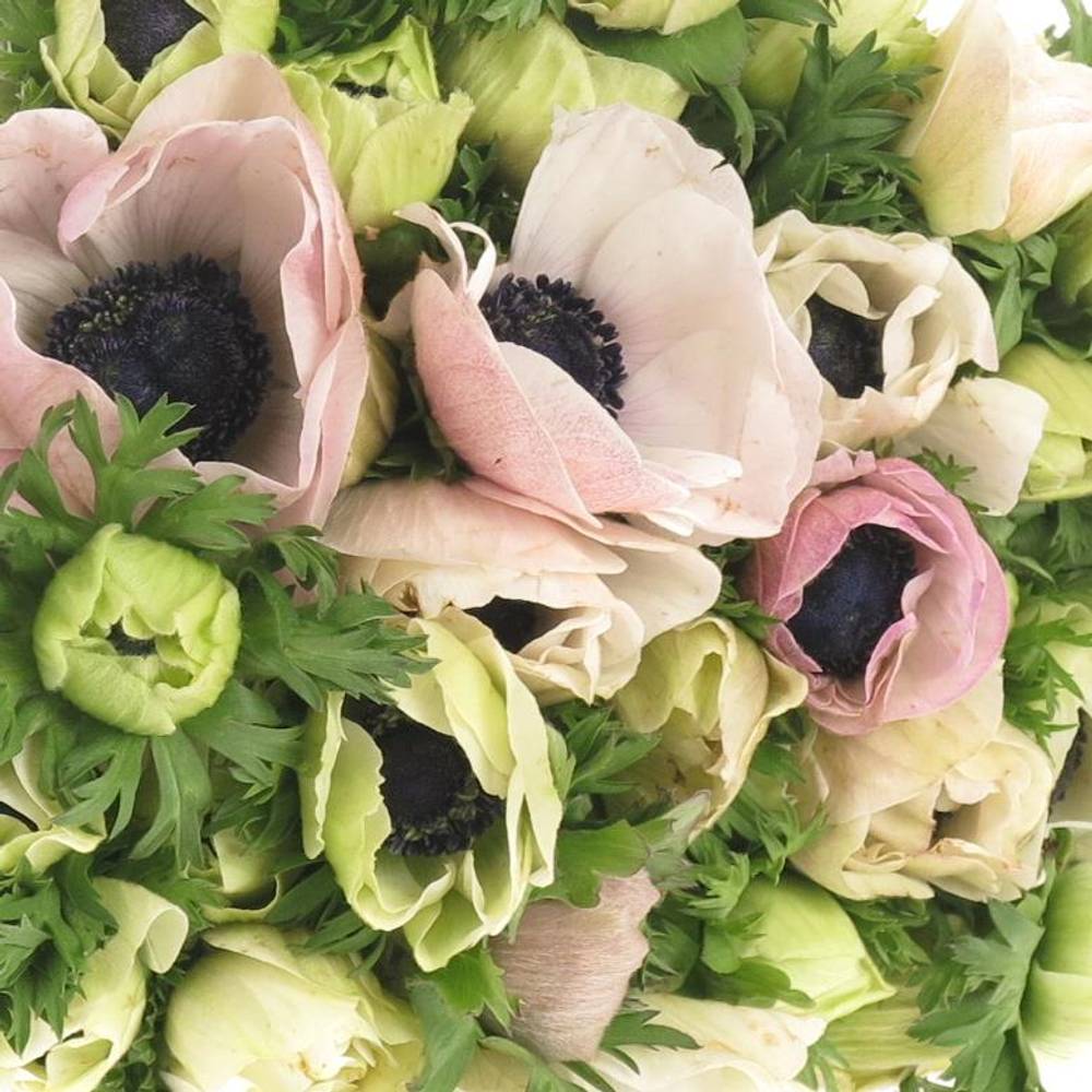 Anemone weiss/rosa Mistral Ex Italien 40cm x30