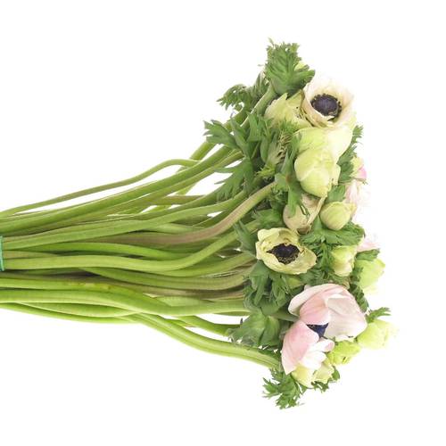 Anemone weiss/rosa Mistral Ex Italien 40cm x30