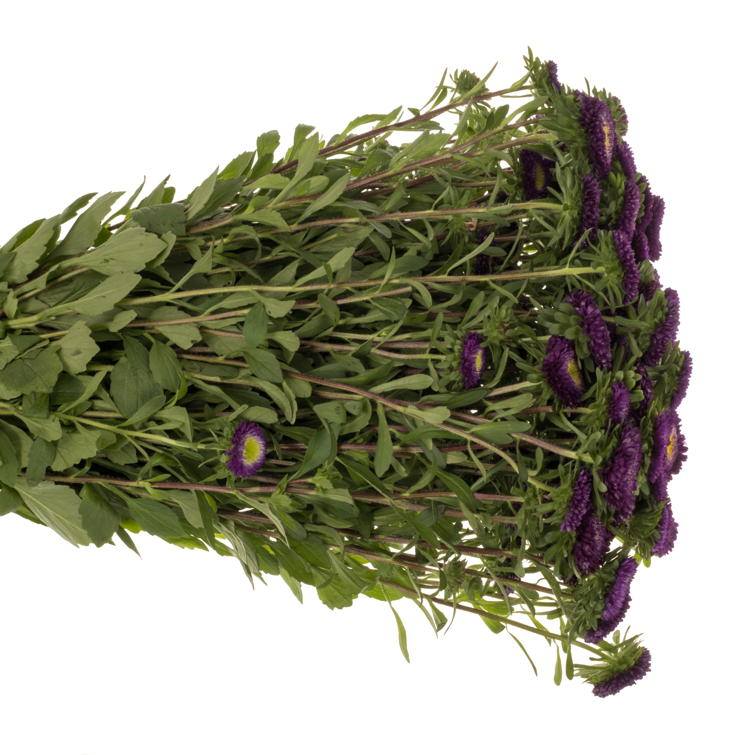 Aster dunkel lila Verzweigt 70cm
