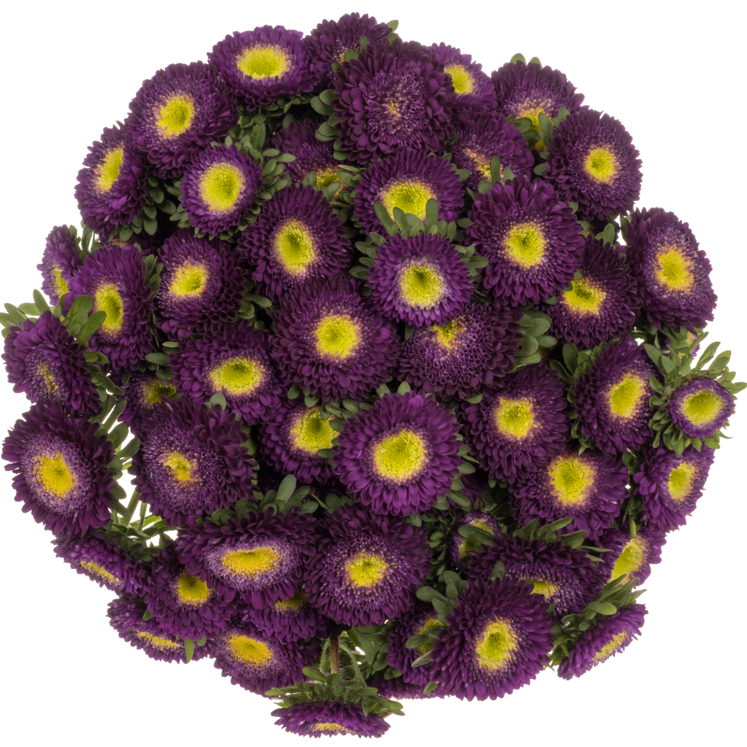 Aster dunkel lila Verzweigt 70cm