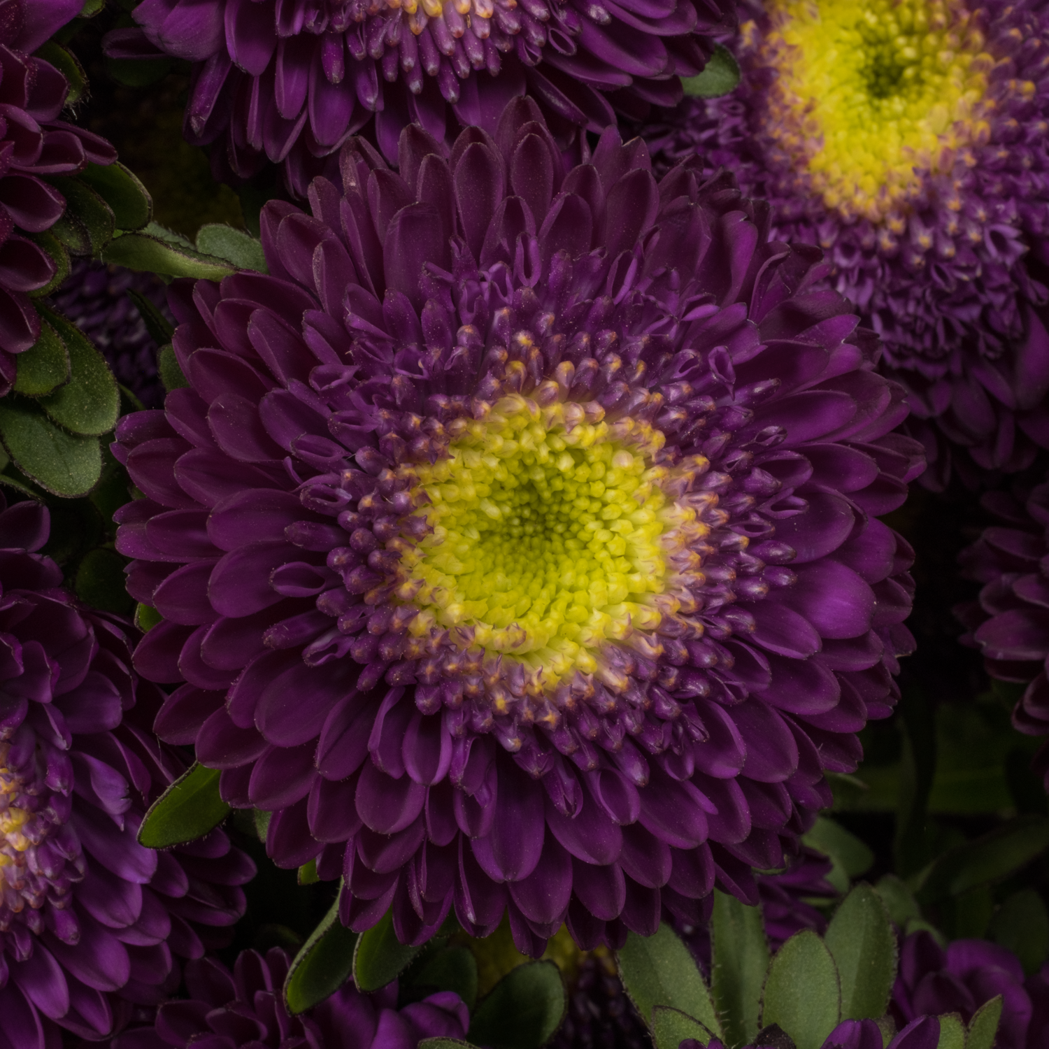 Aster dunkel lila Verzweigt 70cm
