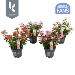 Catharanthus mix Soiree T10,5 H022