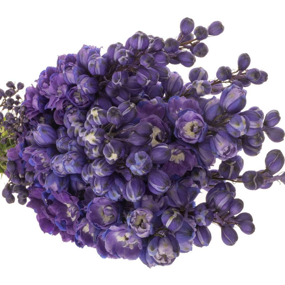 Delphinium violet Texas 70cm