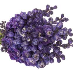 Delphinium violet Texas 70cm