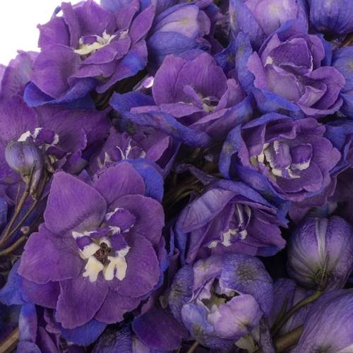 Delphinium violet Texas 70cm