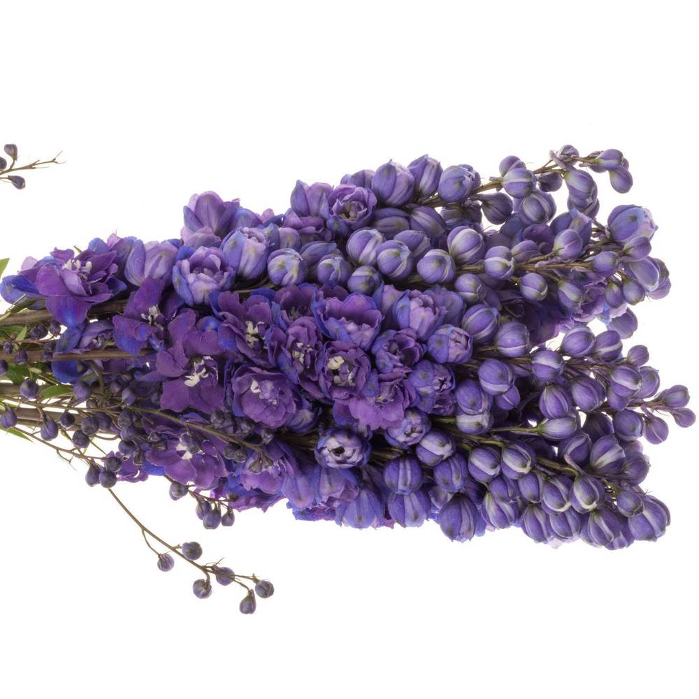 Delphinium violet Texas 70cm