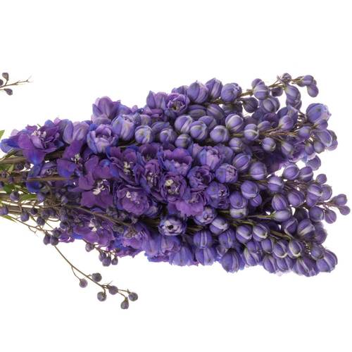 Delphinium violet Texas 70cm