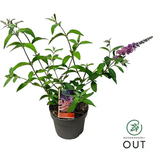 Buddleja Wey. Flower Power T19 H050