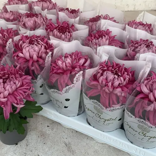 Chrys.lila Cosmo T09 H020