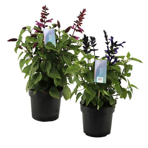 Salvia Salgoon T17 H50 mix