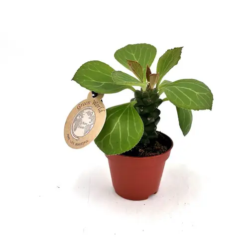 Euphorbia Ritchiei T06 H015