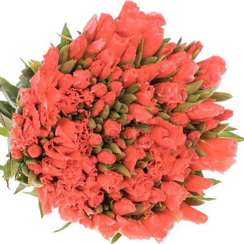 Godetia lachs Bündel 40cm