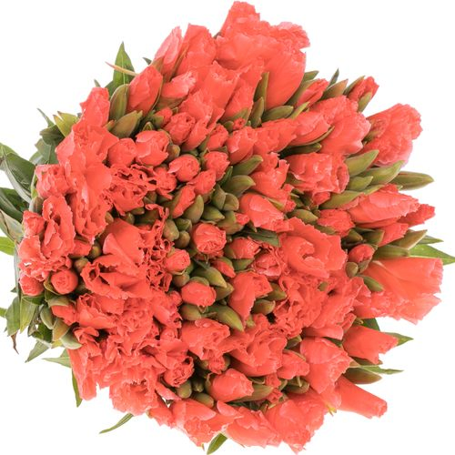 Godetia lachs Bündel 40cm