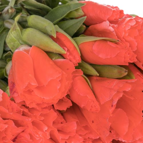 Godetia lachs Bündel 40cm