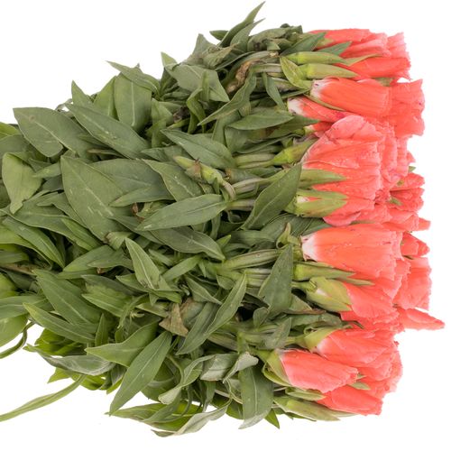 Godetia lachs Bündel 40cm