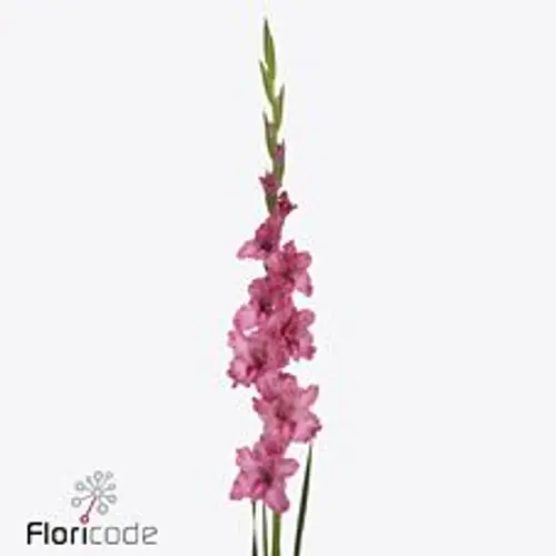 Gladiole dunkel rosa Kingston Ruffle  90 cm