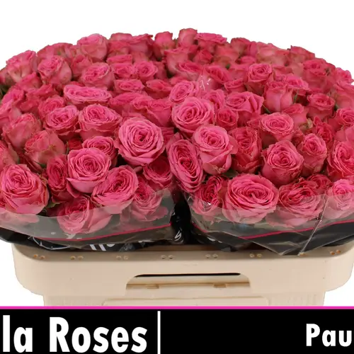 Rose verzweigt rosa Paulette 5+Blüte 50cm