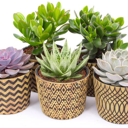 Sukkulenten mix SuPure Toledo Keramik T14 H014