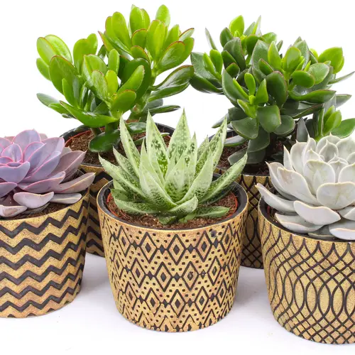 Sukkulenten mix SuPure Toledo Keramik T14 H014