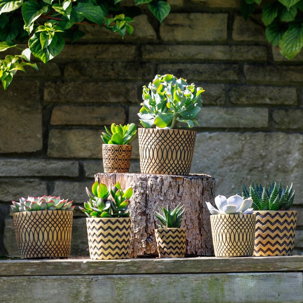 Sukkulenten mix SuPure Toledo Keramik T14 H014