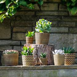 Sukkulenten mix SuPure Toledo Keramik T14 H014