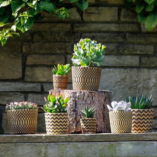 Sukkulenten mix SuPure Toledo Keramik T14 H014