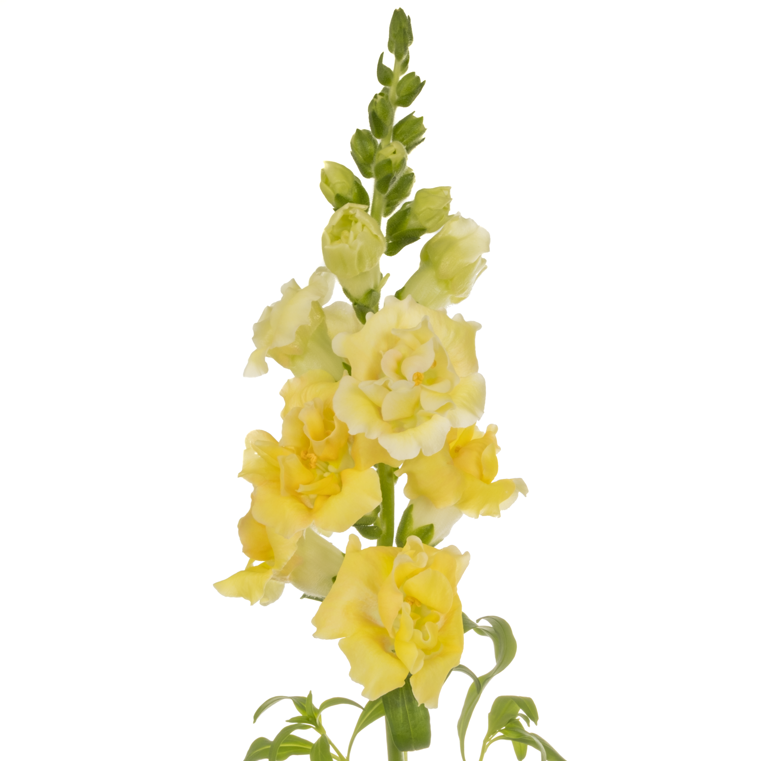 Löwenmaul apricot  Holly Dubbel Champange 80cm