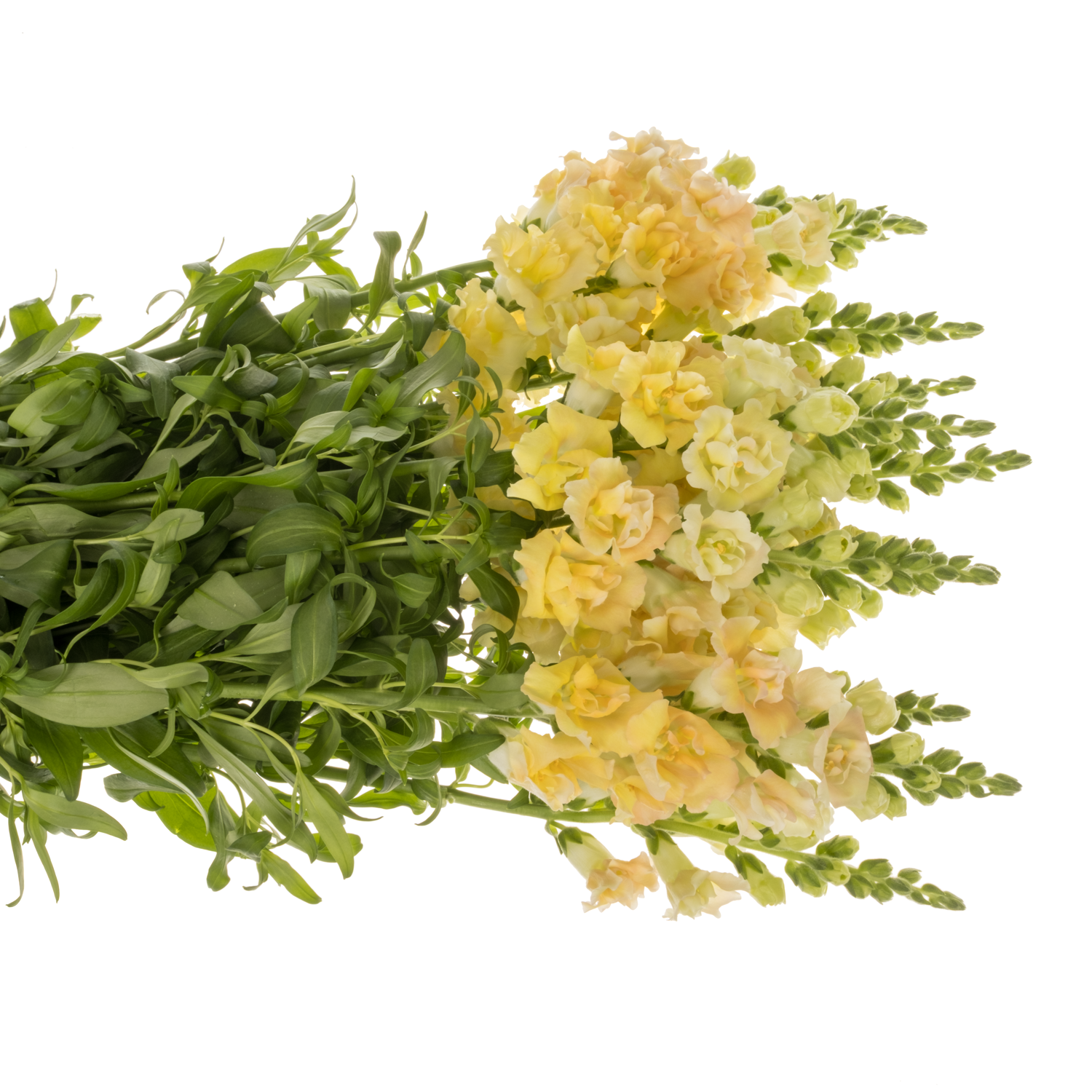 Löwenmaul apricot  Holly Dubbel Champange 80cm