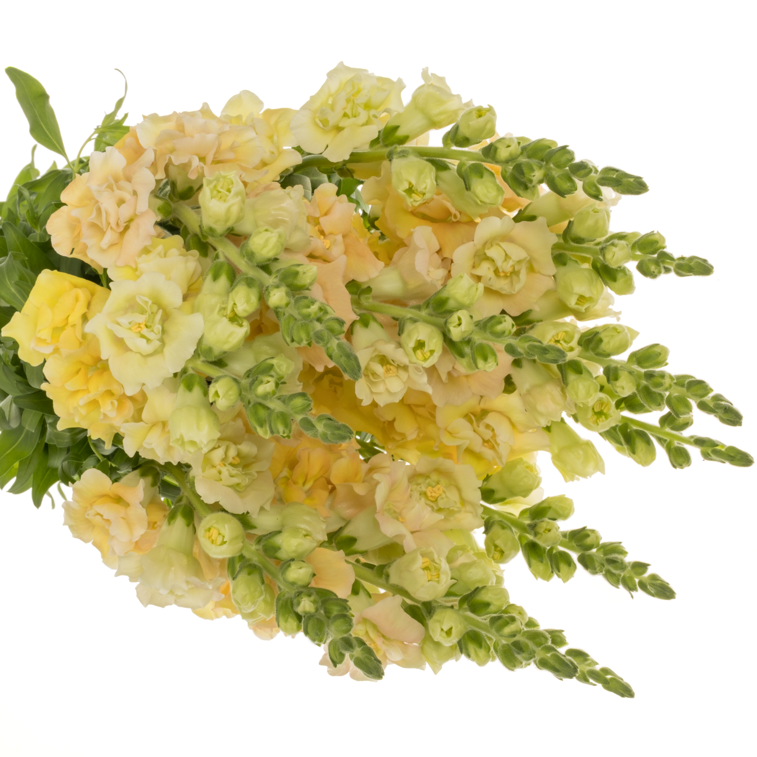 Löwenmaul apricot  Holly Dubbel Champange 80cm