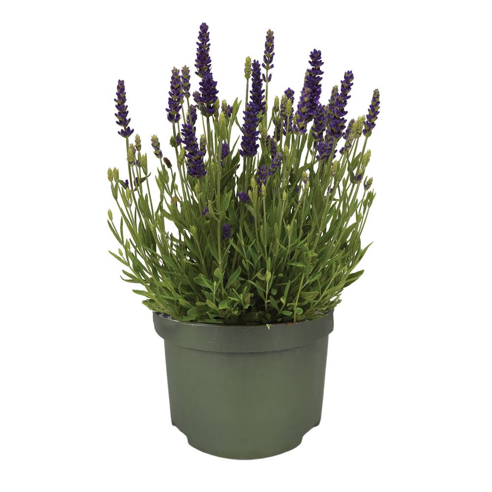 Lavendel violett Spear Blue T13 H025