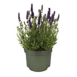 Lavendel violett Spear Blue T13 H025