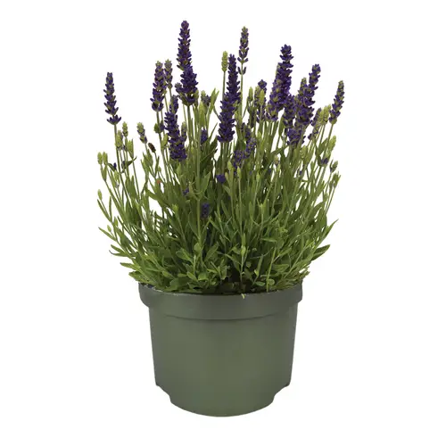 Lavendel violett Spear Blue T13 H025